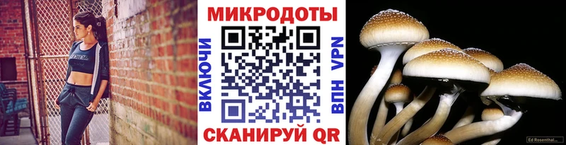 Псилоцибиновые грибы мицелий  купить закладку  Боровичи 